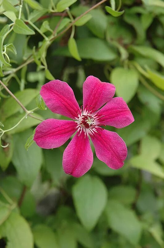 Клематис аллана фото Allanah Clematis: Beautiful Pink Flower at Moana Nursery