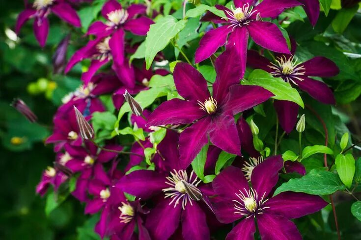 Клематис аллана фото How to Grow Clematis Van Meuwen Clematis, Clematis plants, Perennials