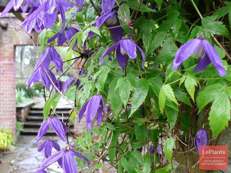 Клематис альпийский фото Клематис альпийский (Clematis alpina) - описание, выращивание, фото на LePlants.