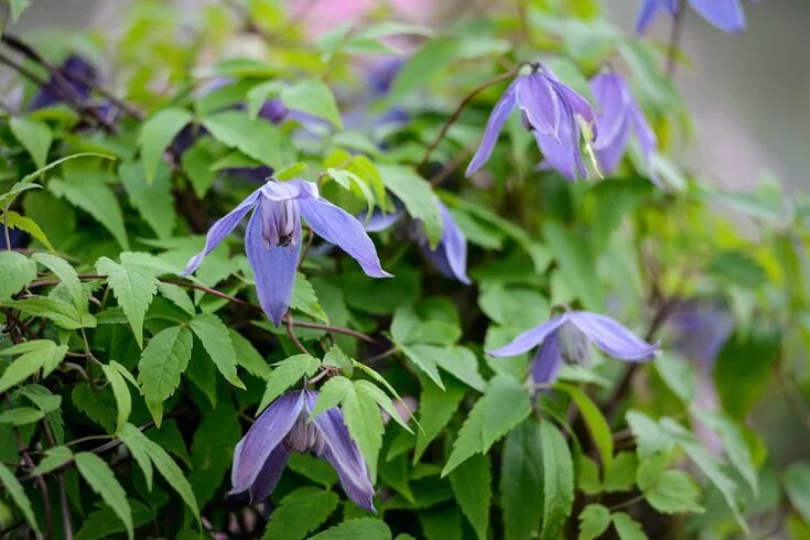 Клематис альпийский фото How to grow clematis Bi̇tki̇