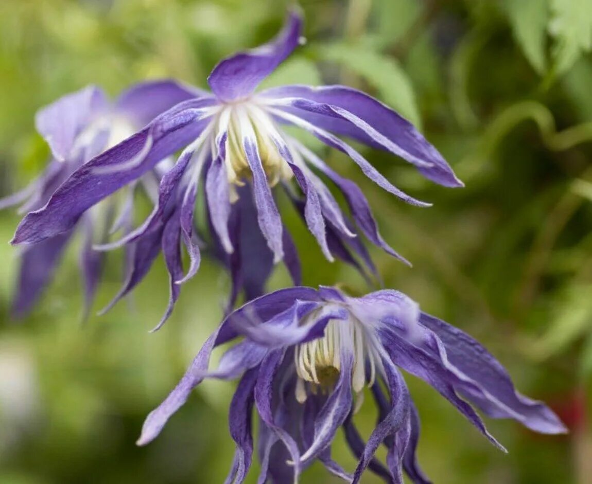 Клематис альпийский фото Клематис альпийский Блю Сюрпрайз (Clematis alpina Blue Surprise) 2 л контейнер 6