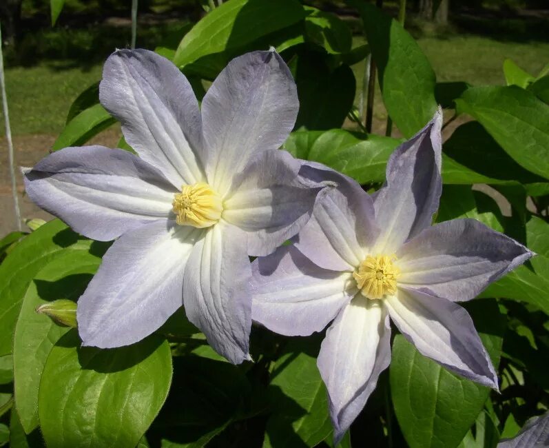 Клематис анастасия анисимова фото и описание Plants of Belarus. Ranunculaceae Clematis x hybrida hort. cv. Анастасия Анисимов