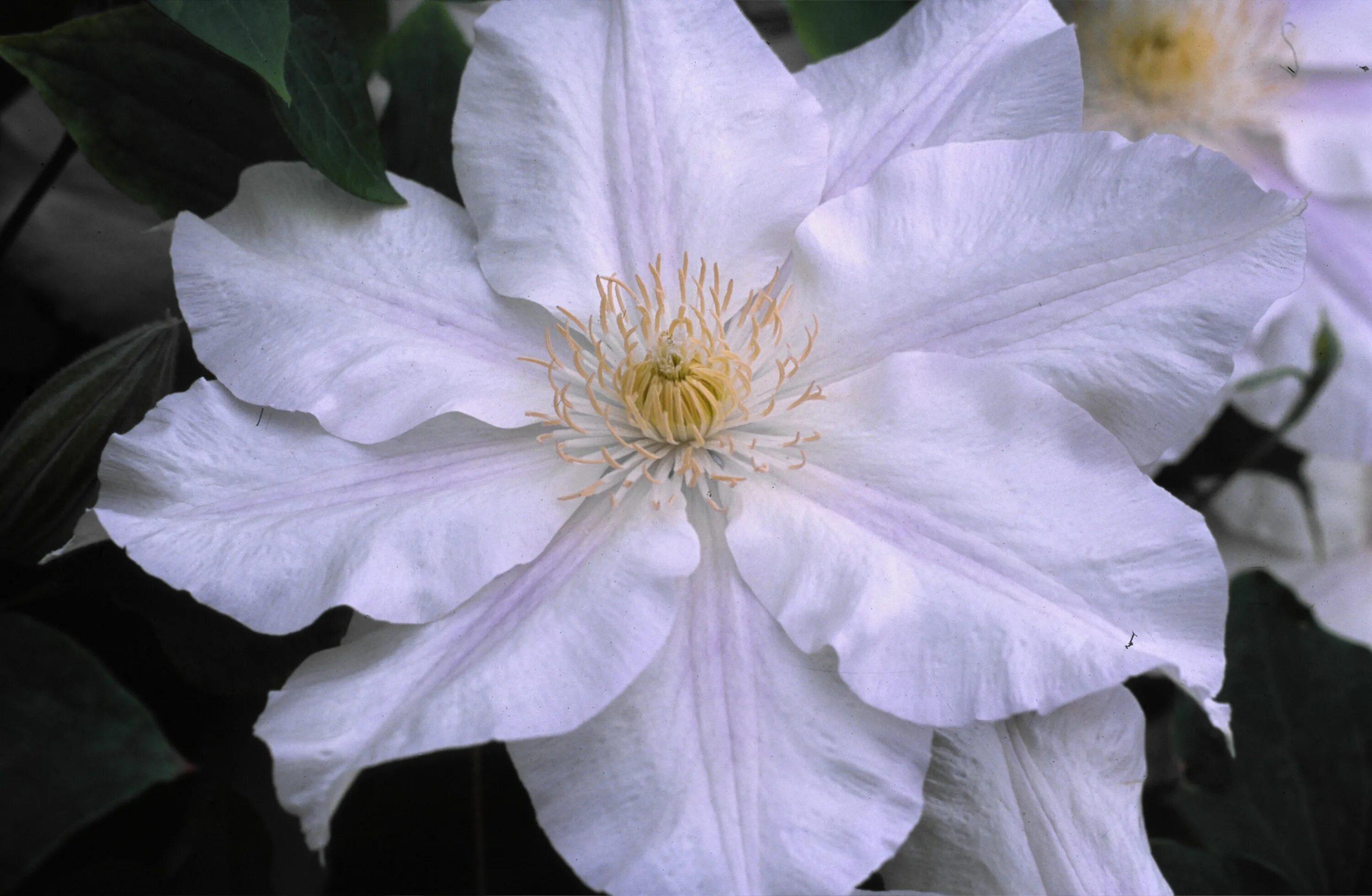 Клематис андре леруа фото Clematis plants, Clematis, Most beautiful flowers