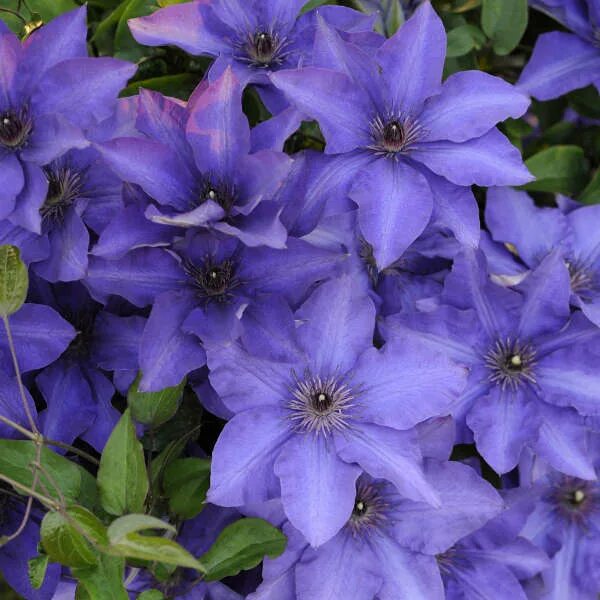 Клематис андре леруа фото Clematis 'The President' Perennial Resource