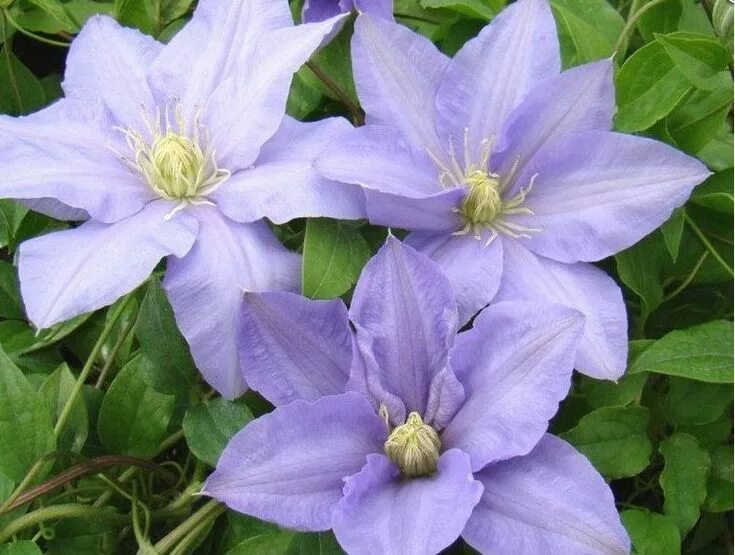 Клематис андре леруа фото Clematis"の 画 像(投 稿 者.Aija Vesterinen さ ん)