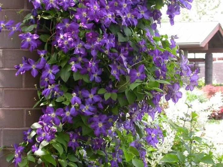 Клематис андре леруа фото Clematis Jackmanii Clematis jackmanii, Clematis, Clematis vine