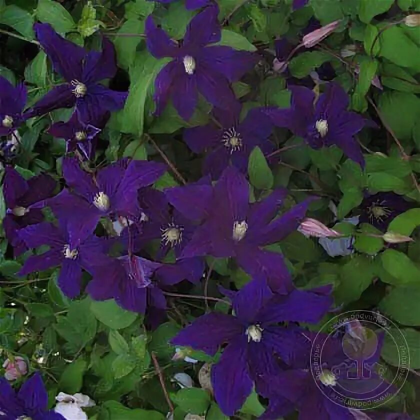 Клематис аотеароа фото Клематис Аотеароа (Clematis Aotearoa) купить в Москве по низкой цене из питомник