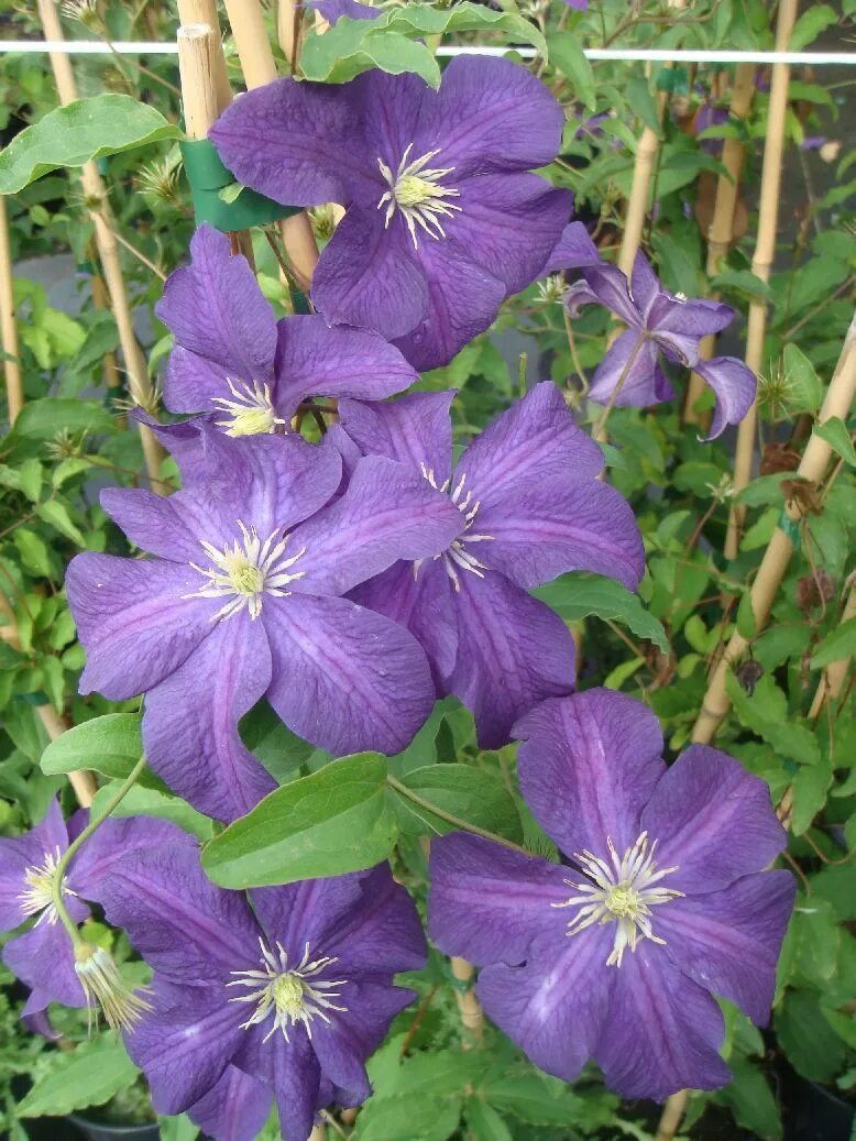 Клематис аотеароа фото Clematis viticella `Aotearoa`