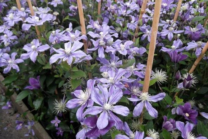Клематис арабелла фото отзывы Powojnik bylinowy / Clematis ARABELLA - Centrum-Ogrodnicze Dammera