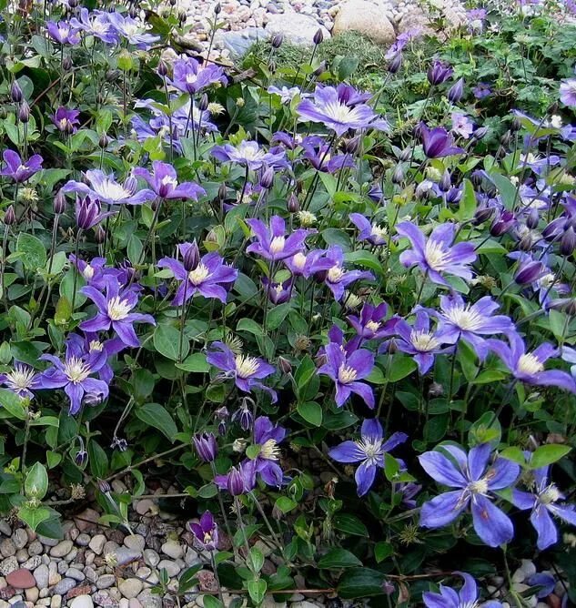 Клематис арабелла фото отзывы Arabella' - nonclinging sprawler Ornamental horticulture, Clematis, Edible garde
