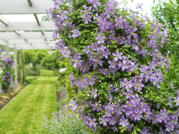 Клематис арабелла фото отзывы Arabella Clematis Clematis vine, Clematis, Plants
