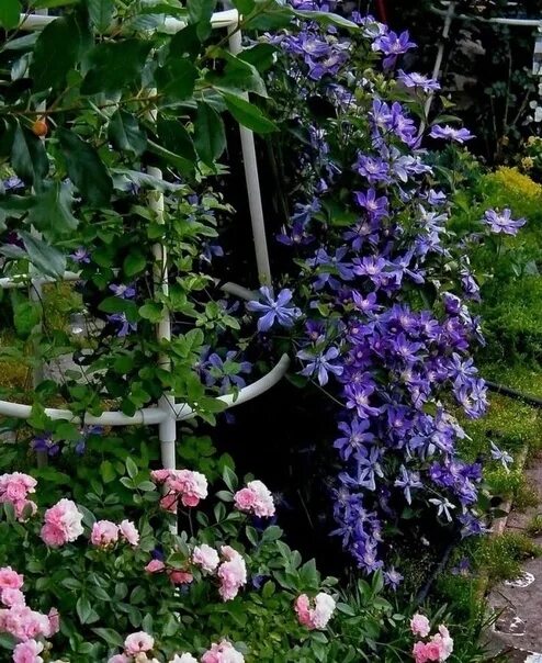 Клематис арабелла фото отзывы BAHOR 2024. Clematis Arabella. Buyrakli ildizlar -400 r, va p9-850 r konteynerid