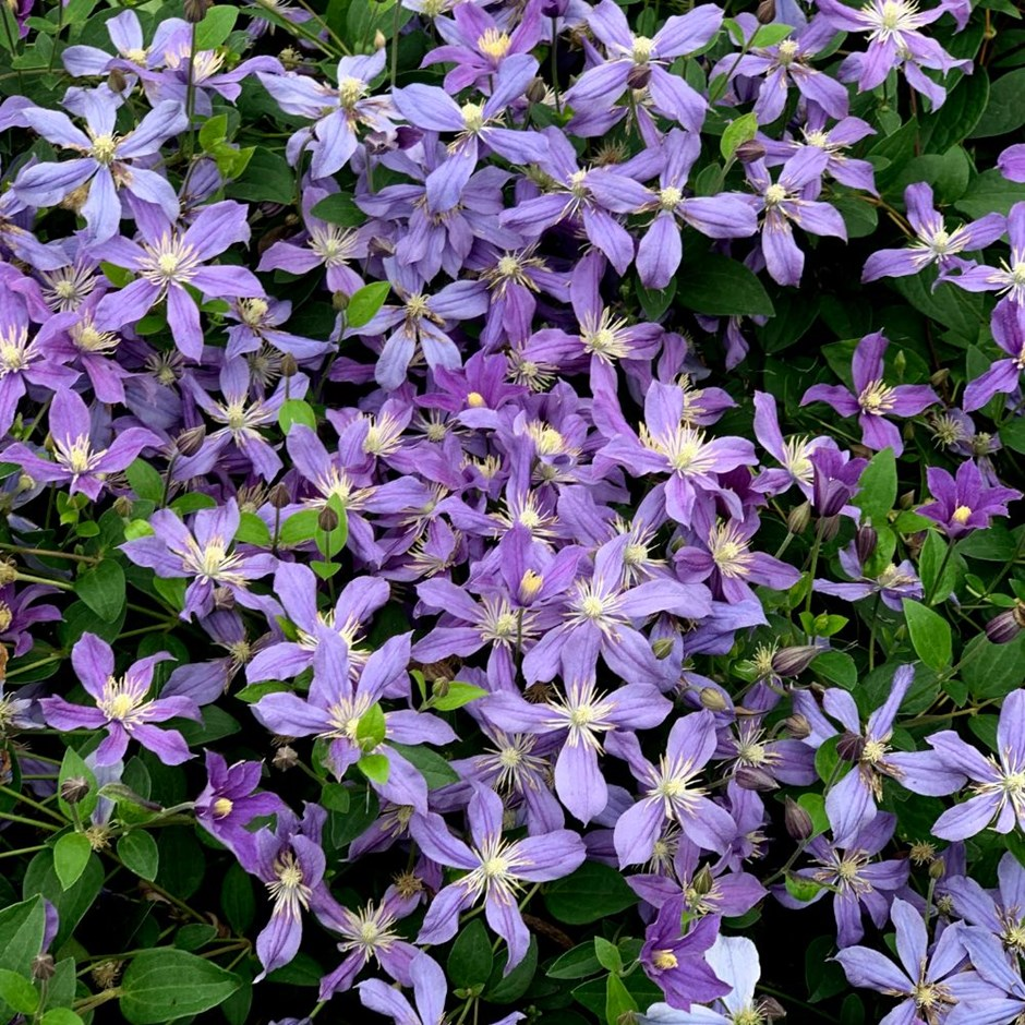 Клематис арабелла фото отзывы Buy clematis (group 3) Clematis 'Arabella': Delivery by Waitrose Garden Clematis