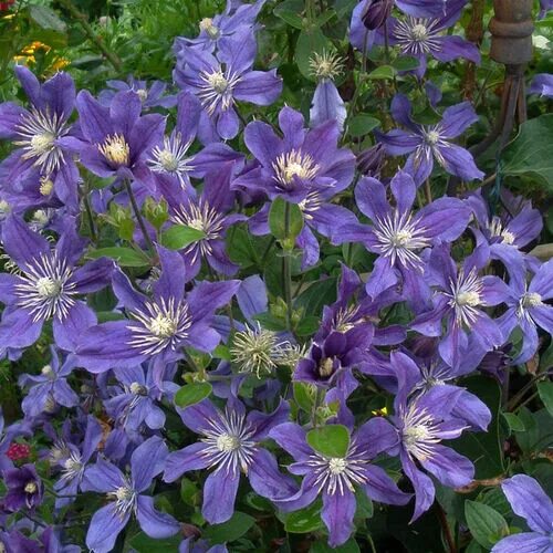 Клематис арабелла фото отзывы Клематис крупноцветковый Арабелла/Clematis variety Arabella Р2 купить в садовом 