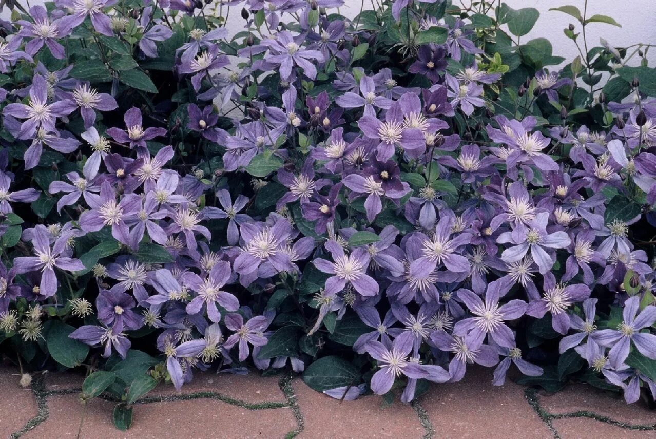 Клематис арабелла фото отзывы Arabella Clematis Flowers perennials, Clematis, Ground cover