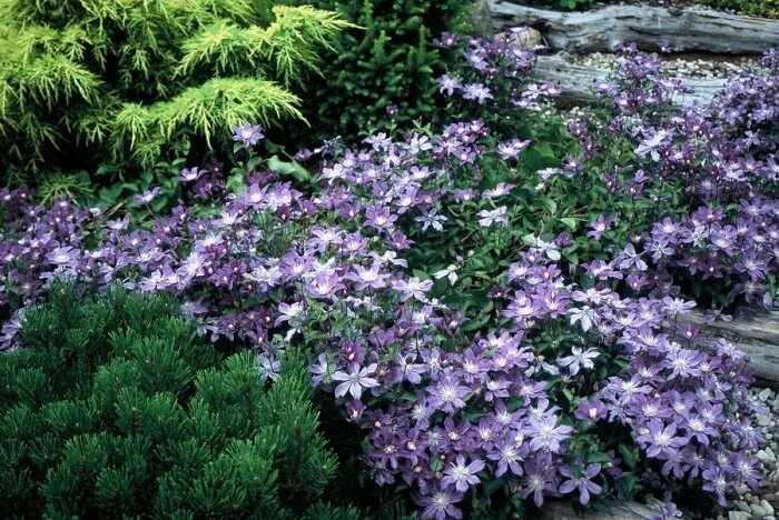 Клематис арабелла фото отзывы Клематис Clematis "Arabella" : С2/3 Сибирские газоны - Сибирские газоны