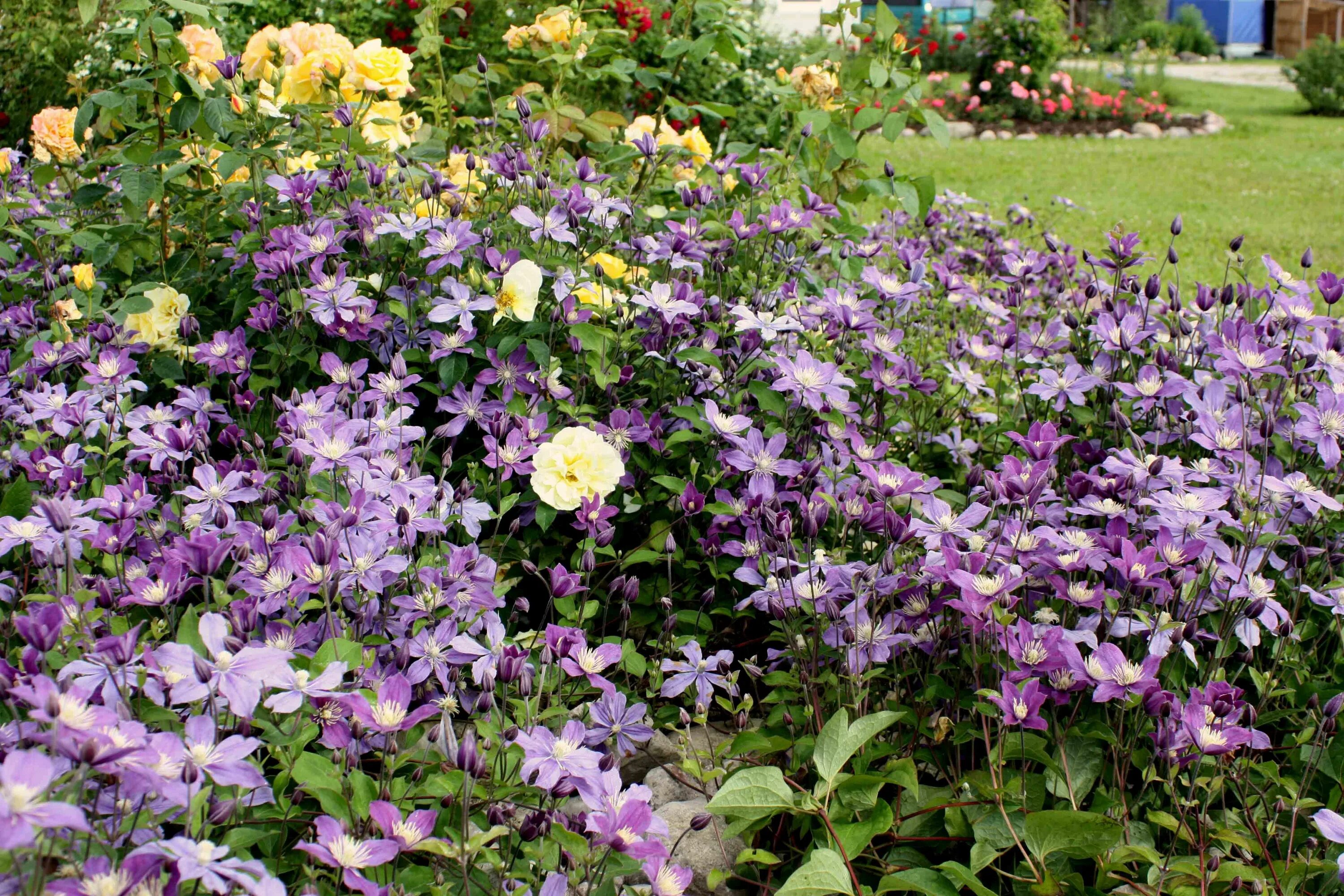 Клематис арабелла фото отзывы clematis Arabella Clematis, Gallery, Garden