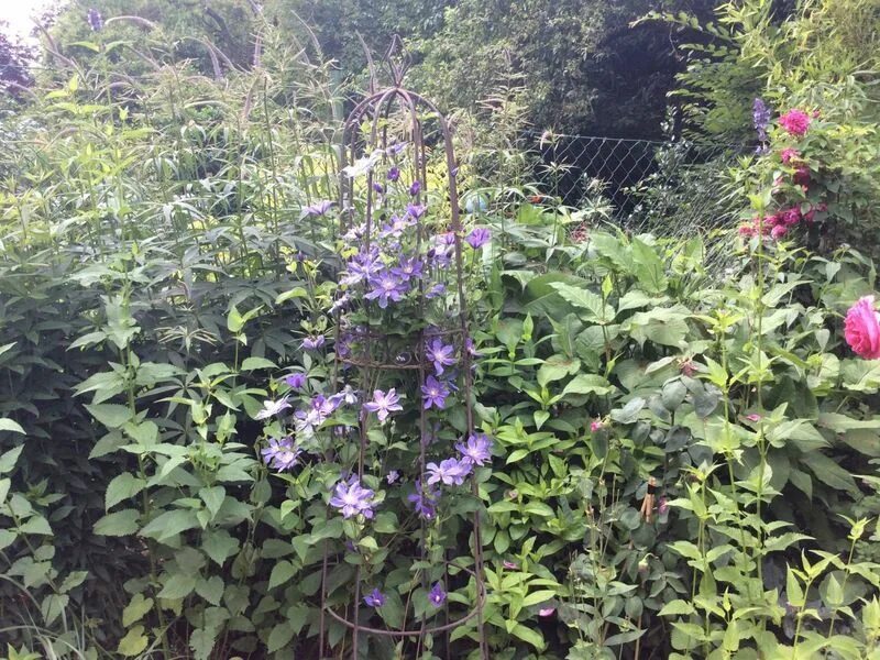 Клематис арабелла фото отзывы Clematis 'Arabella' - Clematis integrifolia 'Arabella' - Baumschule Horstmann Cl