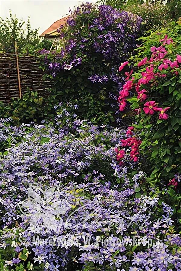 Клематис арабелла фото отзывы Encyclopaedia - Clematis - Źródło Dobrych Pnączy