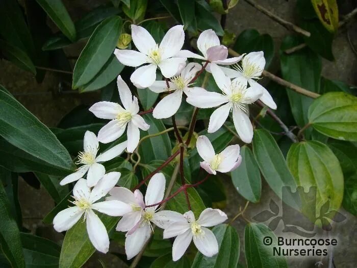 Клематис арманда фото Clematis Armandii from Burncoose Nurseries