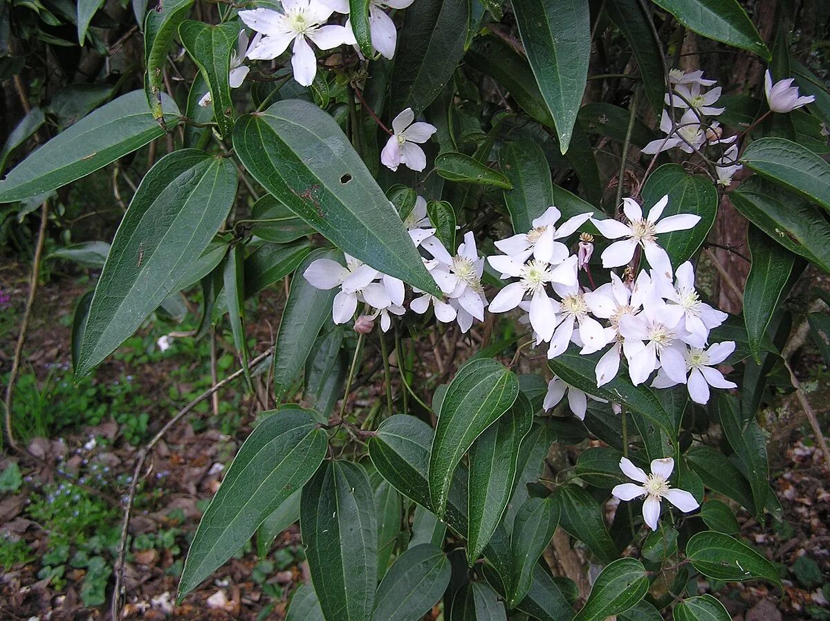 Клематис арманда фото Fichier:Clematis armandii Franch. (AM AK299135).jpg - Wikipédia