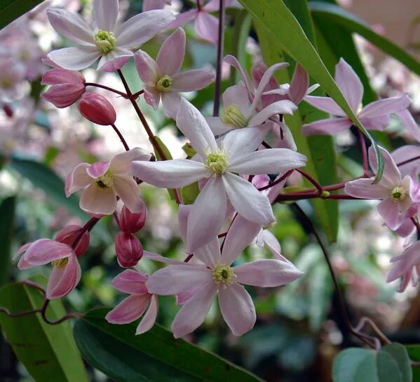 Клематис арманда фото Clematis armandii apple blossom Clématite armandii, Clematite, Fleurs blanches