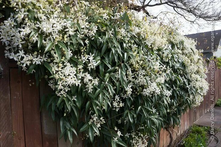 Клематис арманда фото Clematis armandii Clematis armandii, Raised garden planters, Winter garden