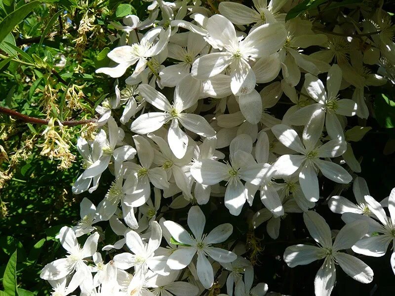 Клематис арманда фото Clematis Armandii Plant : Clematis Home Garden Information Center : It is a memb