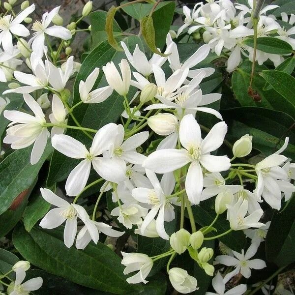 Клематис арманда фото Clématite du père Armand, Clematis armandii Clématite armandii, Clematite, Jardi