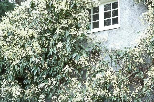 Клематис арманда фото evergreen vine Clematis armandii, Evergreen clematis, Evergreen vines