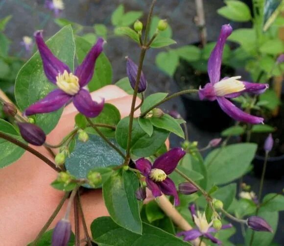 Клематис ароматика фото clematis x aromatica highly scented Clematises Clematis, Climber plants, Plants