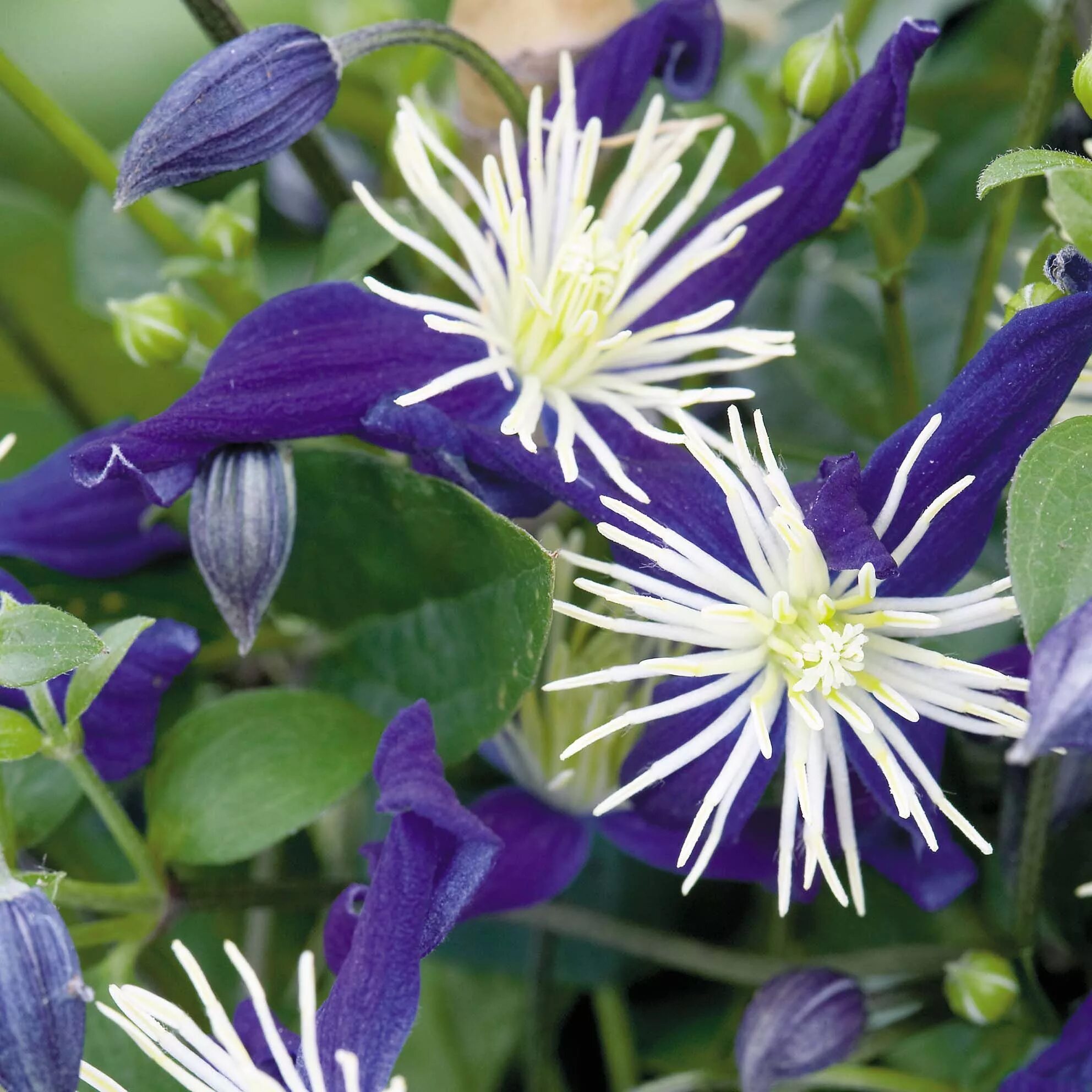 Клематис ароматика фото Clematis x aromatica - Climbing Plants - Van Meuwen Clematis plants, Clematis vi