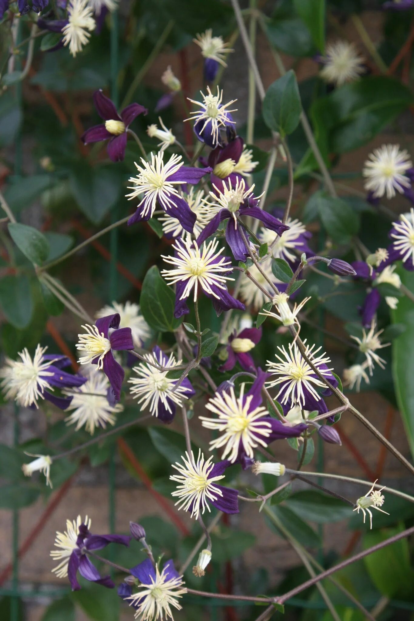 Клематис ароматный фото и описание Clematis aromatica - Greenseasons