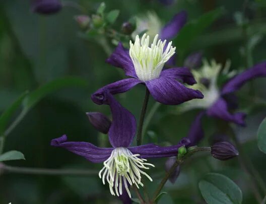 Клематис ароматный фото и описание Clematis Gallery 124 - International Clematis Society