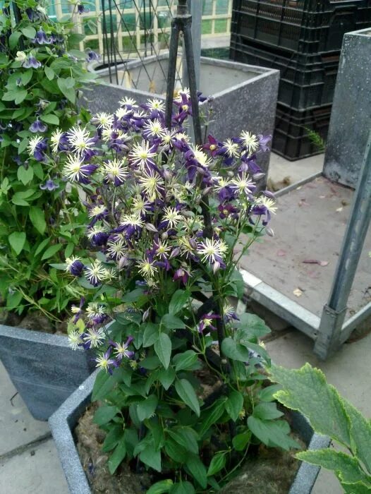 Клематис ароматный фото и описание clematis x aromatica Flowers June to September Prune hard group 3 Clematis, Plan