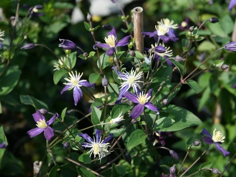 Клематис ароматный фото и описание Клематис Ароматика (Aromatica) саженцы купить в Москве и Подмосковье в питомнике