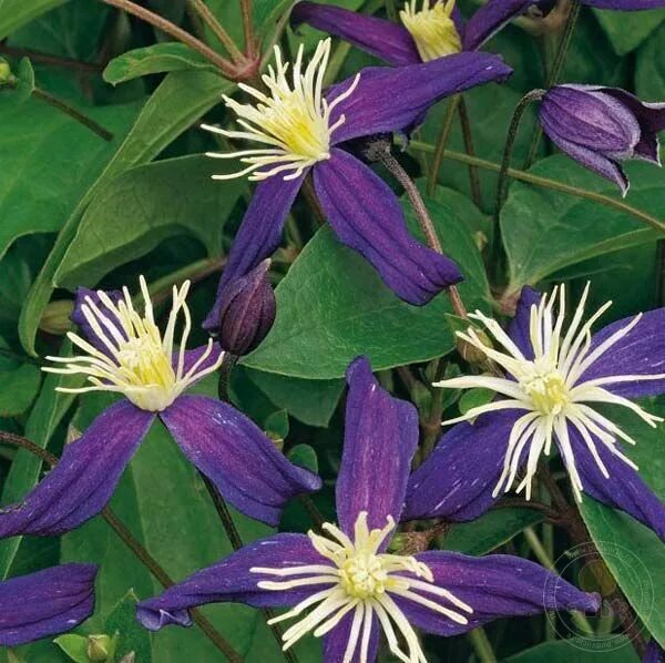 Клематис ароматный фото и описание Клематис ароматный (Clematis aromatica) купить в Москве по низкой цене из питомн