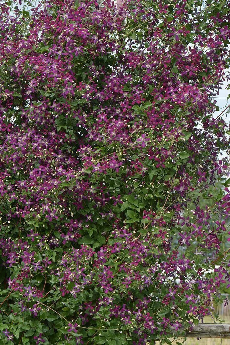 Клематис ароматный фото и описание Award-winning 'Sweet Summer Love' takes the guess work out clematis. A quick pru