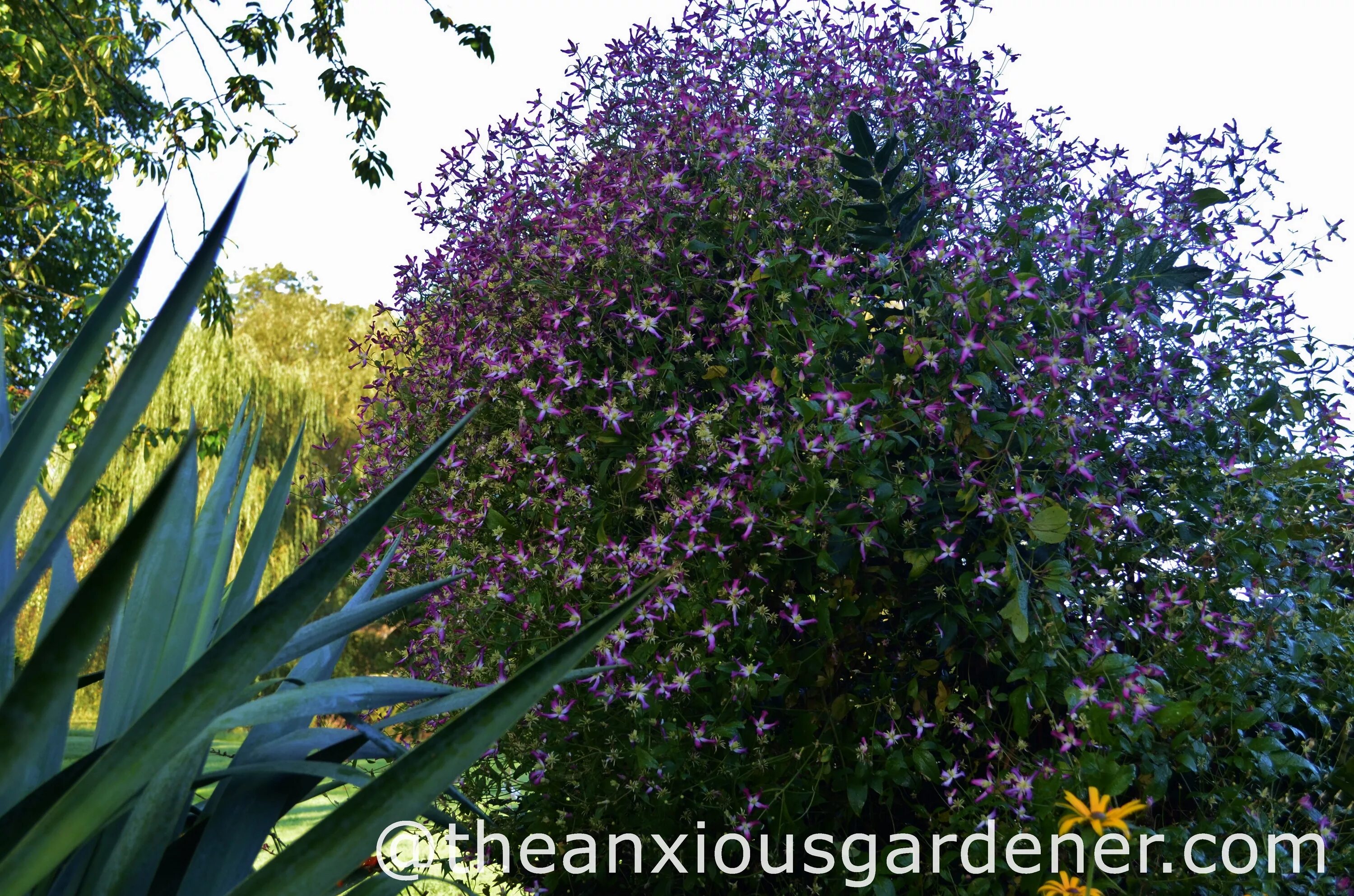 Клематис ароматный фото и описание Clematis triternata rubromarginata - Best photos on rajafurn.in