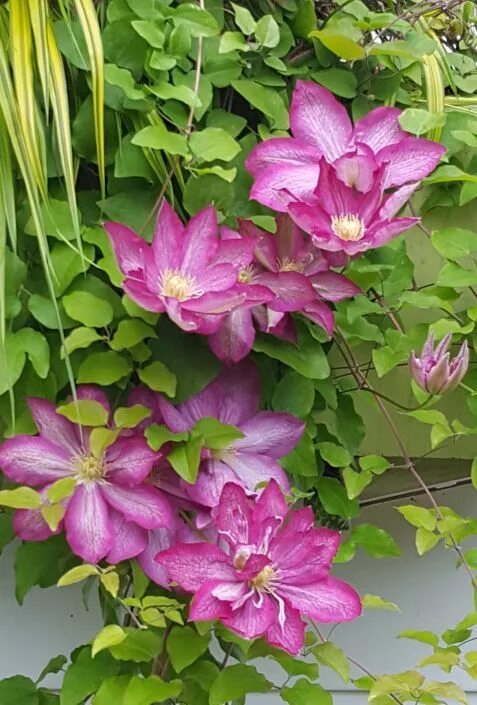 Клематис асао фото #clematis #asaoClematis Asao Clematis, Outside plants, Clematis vine