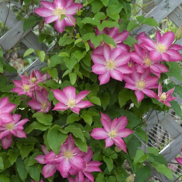 Клематис асао фото Clematis 'Asao' Perennial Resource Clematis, Rare flowers, Border plants
