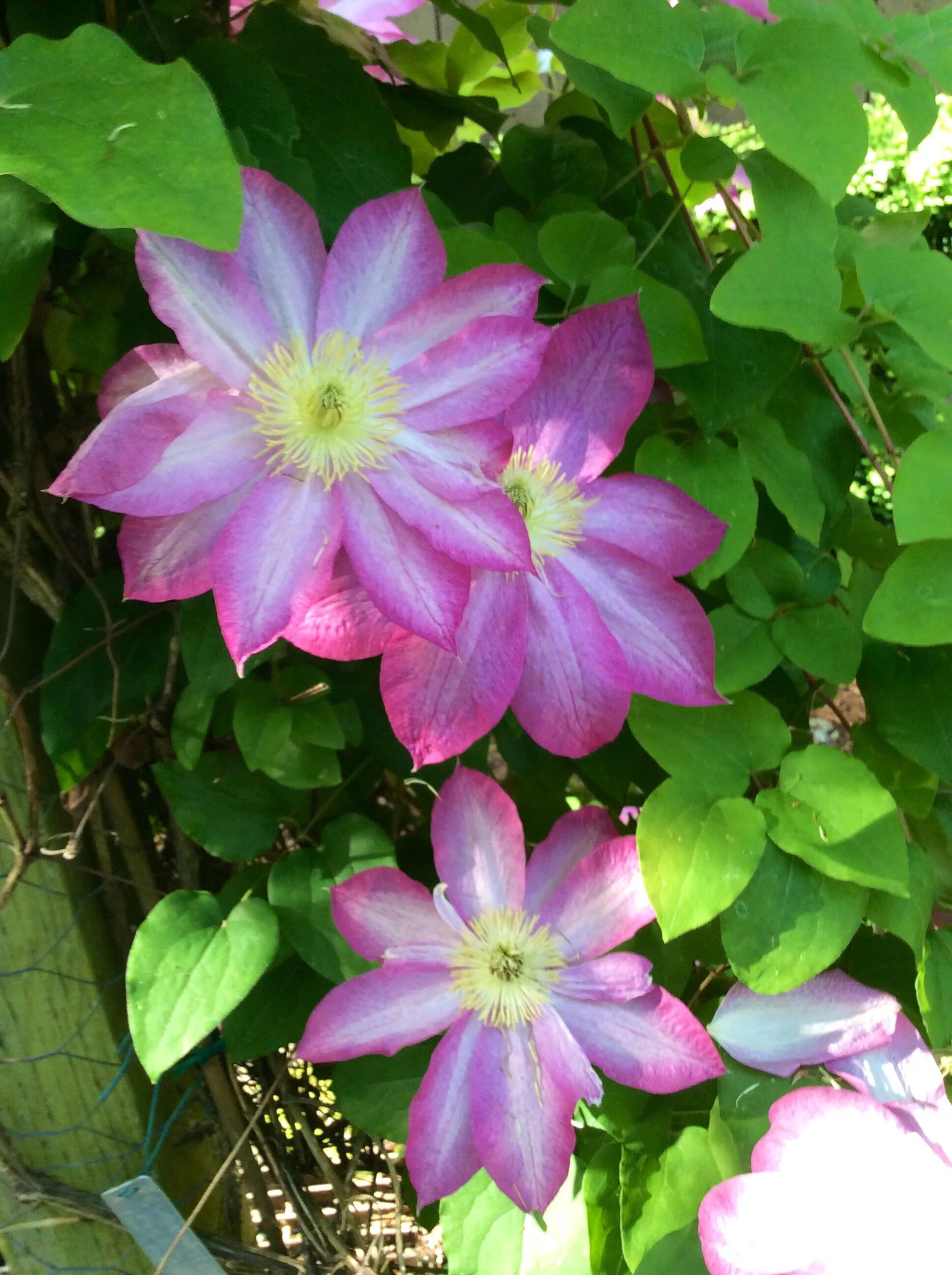 Клематис асао фото Beautiful Clematis Asao Blossoms
