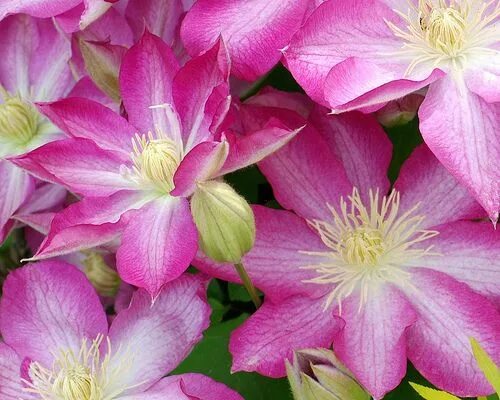 Клематис асао фото Asao Clematis 4-24-2010 Lincoln Co. Clematis, Flower painting, Flowers