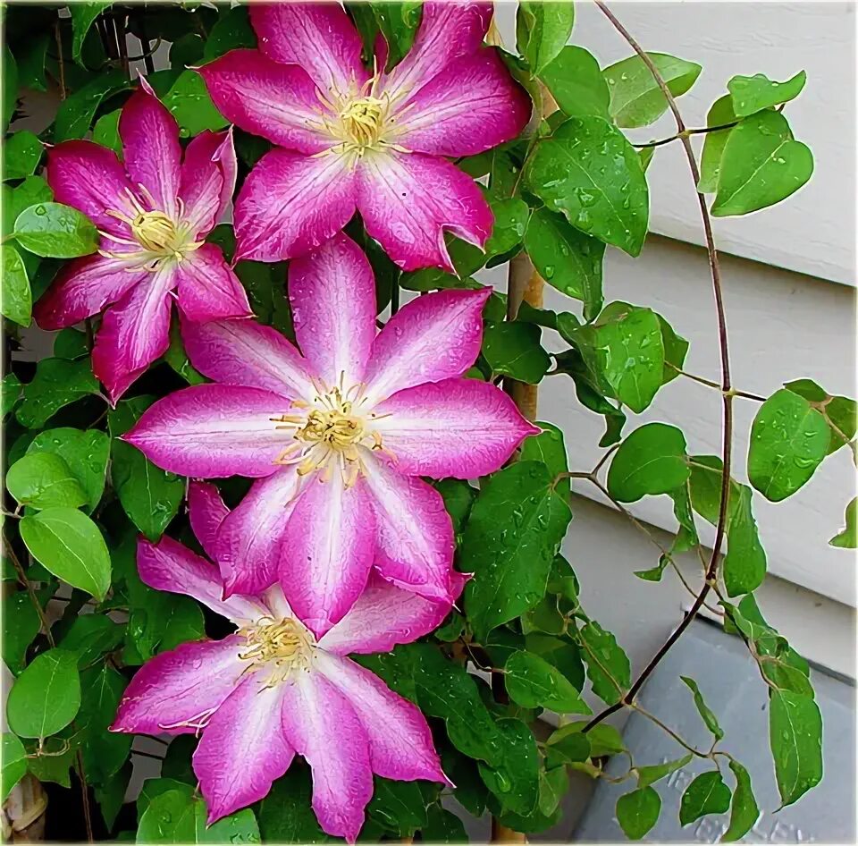 Клематис асао фото pnącza Powojnik Asao biało-różowy Pow6 Clematis Asao Powojnik Asao Clematis Asao
