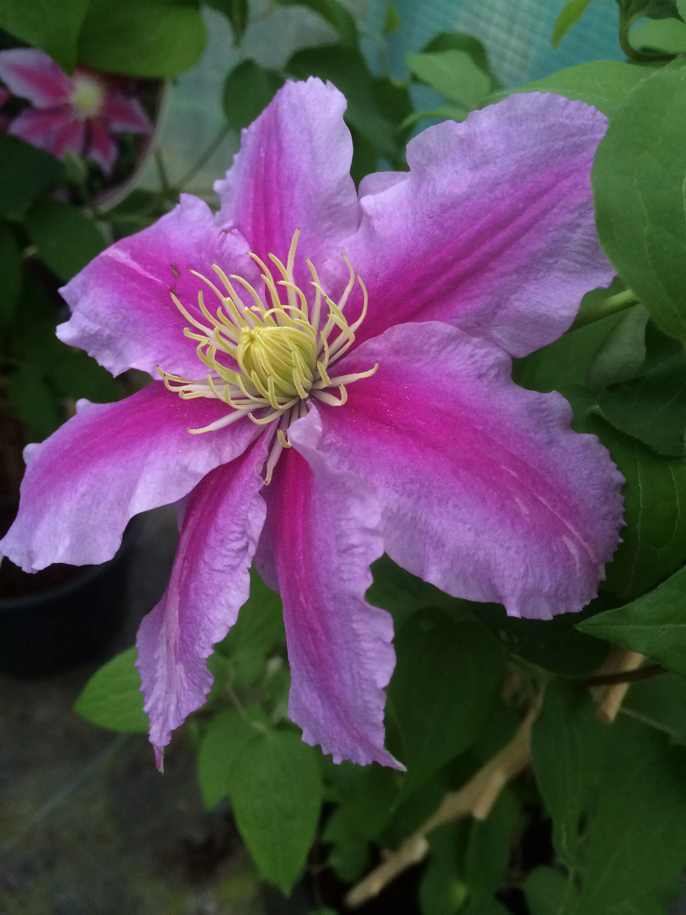 Клематис асао фото и описание Clematis 'Asao' www.filroses.com Jardim, Jardim encantado