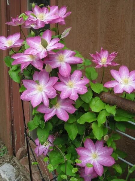 Клематис асао фото и описание группа обрезки Perennial, Full to Part Sun: Clematis Clematis, Clematis trellis, Perennials
