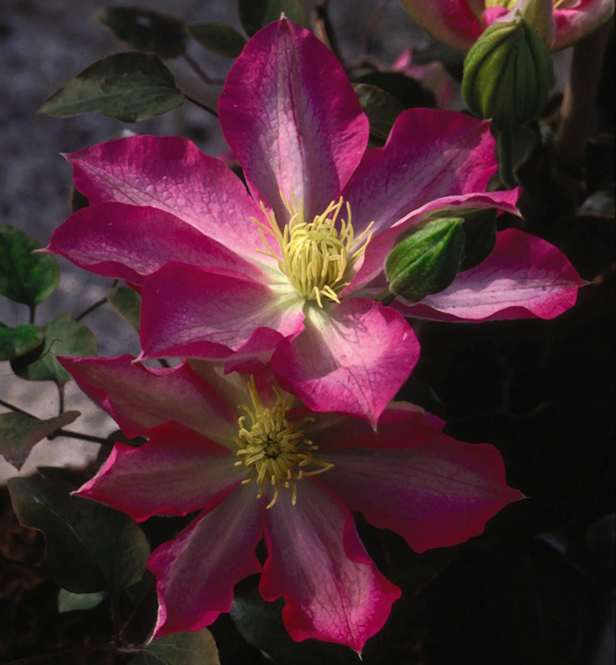 Клематис асао фото и описание группа обрезки Asao Clematis Natorp's Online Plant Store