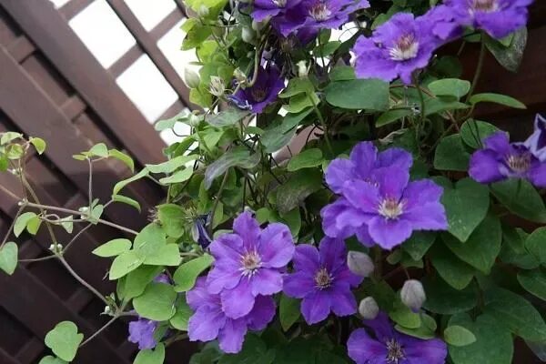 Клематис ашва фото ✅ Clematis Ashva: sortsbeskrivelse og beskæringsgruppe, plantning og plejeregler