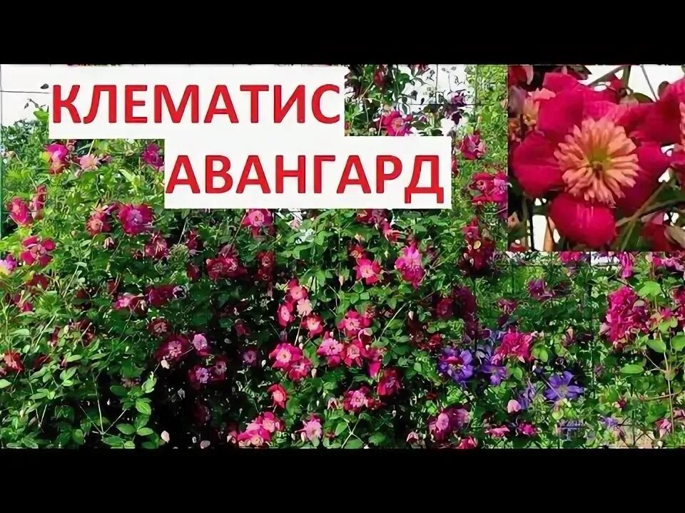 Клематис авангард фото КЛЕМАТИС АВАНГАРД. Clematis Avant-Garde - YouTube