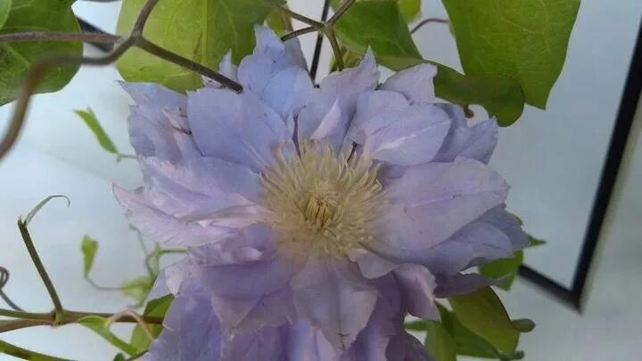 Клематис азур болл фото Clematis 'Azure Ball' - Powojnik PEŁNY NI - 7440789463 - oficjalne arc